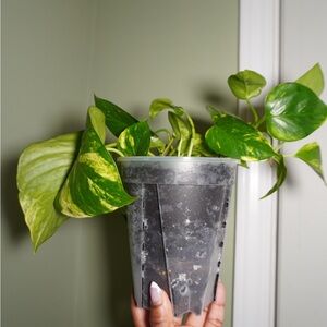 Vibrant Golden Pothos Plant in Black Pot
